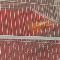 قناری خوشگل رد فاکتوری  خون خون