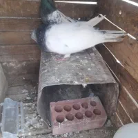 ۳جفت کفتر ۲جفت سفید چشمی ۱جفت کله ای