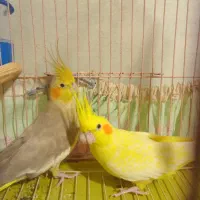 عروس هلندی