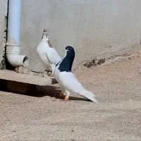 شصتی سیاه خوشرنگ هفرنگ