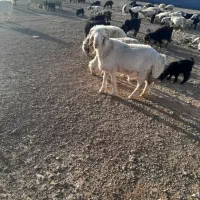 3تا قوچ ترکی