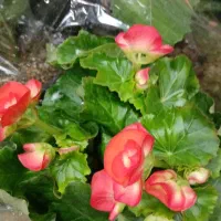 مشوره و همفکری