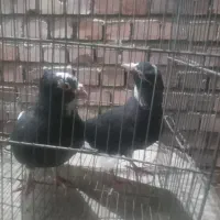 نر ماده پلنگ سو قدیم