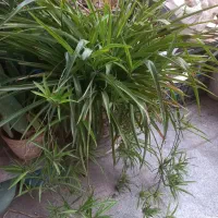 گل و گیاه خونگی