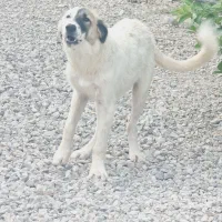 توله سگ ۶ ماهه