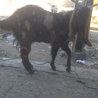 بزغاله پاکستانی ۱۰ ماهه سالم وسرحال|حیوانات مزرعه|مشهد, امیریه|دیوار