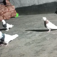 کفتر رنگه|پرنده|مشهد, کوی دروی|دیوار