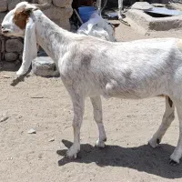 سلام بز گلابی چاق وچله آبستن وتعدادی بوقلمون محلی