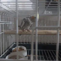 طوطی عروس دستی باقفس