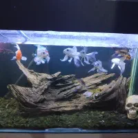 آکواریوم  با تمامی وسیله ها