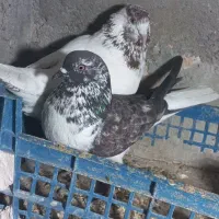 کبوتر گرفته شده ۷تا