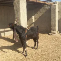 نربز|حیوانات مزرعه|زابل, |دیوار