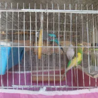 مرغ عشق|پرنده|یاسوج, |دیوار