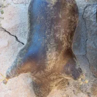 هیزه برای روغن حیوانی