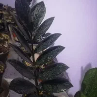 زامفولیا بلک، شرابی و ابلق و مانسترا ابلق تری کالر