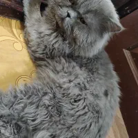 اسکاتیش بلو (نر)فلت پرشین