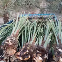 پاجوش برحی ودیری وگنطار وسعمران