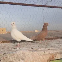 کبوتر رنگی دم سیاه زرد نر