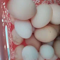 تخم مرغ بومی