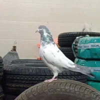 کبوتر پرشی|پرنده|خرمدره, |دیوار