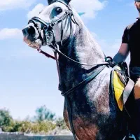 پانسیون و آموزش سوارکاری