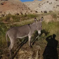 حیوان|حیوانات مزرعه|ایذه, |دیوار