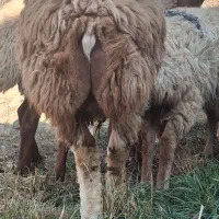 مغانی اصلاح نژاد همو|حیوانات مزرعه|کلات (خراسان), |دیوار