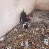 سگ پیت بول|سگ|کرمانشاه, |دیوار