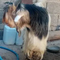 بزغاله تخمی|حیوانات مزرعه|اردل, |دیوار