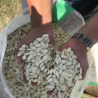 تخمه کدو