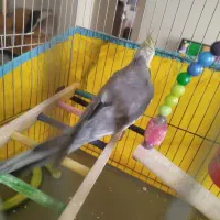 طوطی عروس و برزیلی|پرنده|محمدشهر, شهرک پیام (مهرالبرز)|دیوار