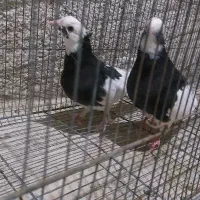 کبوتر هوایی