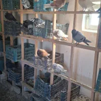 فروش جوجه کبوتر به ضمانت