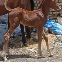 فروش مادیان وکره