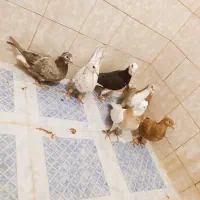 ماده پلنگ المانی ،سار خالدارماده|پرنده|قائن, |دیوار