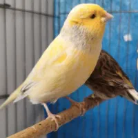 قناری ماده گلاستر|پرنده|اصفهان, امامزاده اسماعیل|دیوار