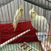 عروس هلندی|پرنده|سمنان, |دیوار