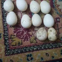 تخم بوقلمون