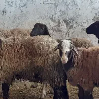 فروش گوسفند زنده بره نر قربانی