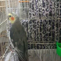 عروس هلندی نر