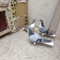 جوجه ساده