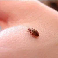 سمپاشی خانه سوسک ساس وسایر حشرات ..