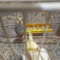 سلام یه جفت عروس بادوتا جوجه|پرنده|مشهد, کشف|دیوار