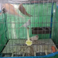 تعدادی قناری|پرنده|گنبد کاووس, |دیوار