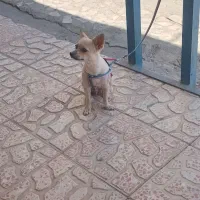 سگ پامرروباهی