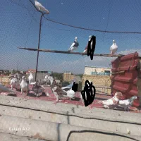 کفتر  کبوتر