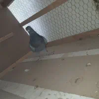 ماده پلاکی|پرنده|اصفهان, حصه شمالی|دیوار