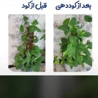 کوداورگانیگ|گل و گیاه طبیعی|شیراز, چنچنه|دیوار