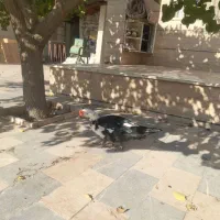 اردک اسراییلی|حیوانات مزرعه|محمدیه-قزوین, |دیوار