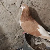 ساده هفت رنگ نر و ماده|پرنده|طرقبه, |دیوار